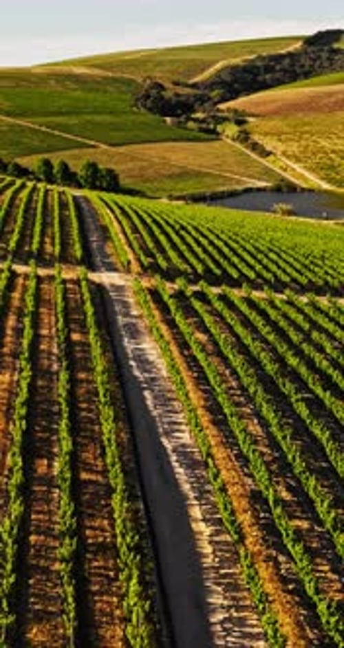 Countryside, aerial and vineyard farm for wine production, growth and grapes harvest for tourism