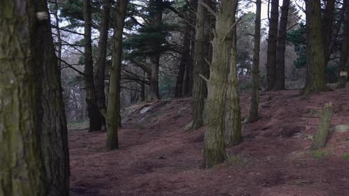 Summer Walk Through The Mountain Hillside With Old Pine Trees Covered With Dried Moss And On The For