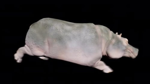 3D Animated Running Hippopotamus Loop on Transparent Background