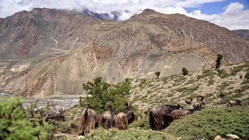 Herd Of Goats Feeding On Shrubs In The Majestic Mountain Landscape
