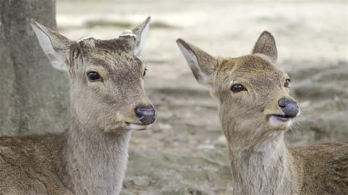 Ein Paar Hirsche teilen sich einen ruhigen Moment zwischen den Bäumen im Nara Park, Japan