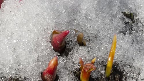 Timelapse of Snow Melting Spring
