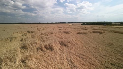 Wheat field aerial view in Ukraine