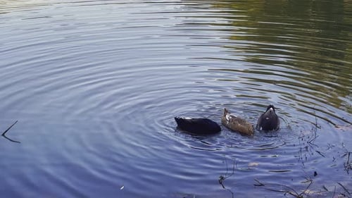 Tier, Vogel, Enten in der Natur (5)