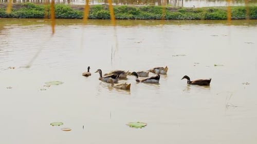 Ducks on the pond, ducks with ducklings swim in the water, clean their feathers. Wild animals, beaut