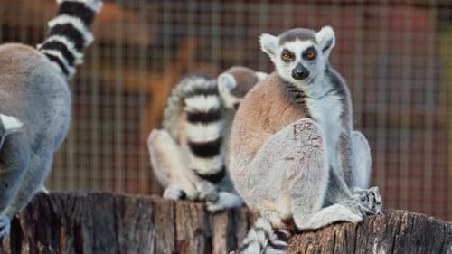 Family of Lemurs Living in Captivity in a Zoo Preservation of Rare Species of Animals