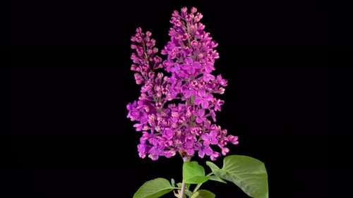 Lilac Flower Blossom Timelapse on Black Background