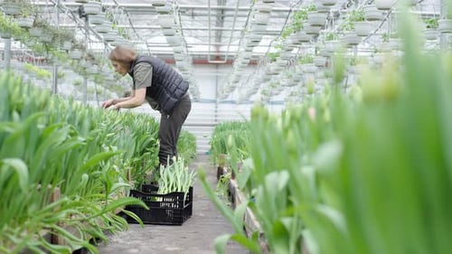 Female worker is seen carefully tending to a row of flowers in a greenhouse