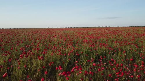 Aerial View on Poppy Field at Sunset with Red Poppies and Wildflowers Glowing in the Evening Light