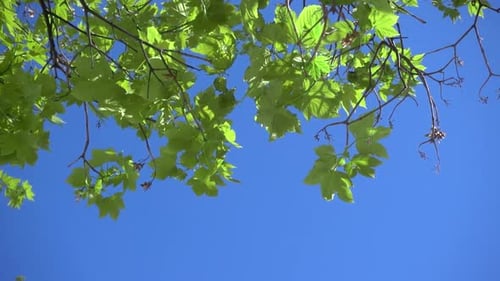 Hellgrüne, lebendige Baumblätter, die im Wind gegen den blauen Himmel winken