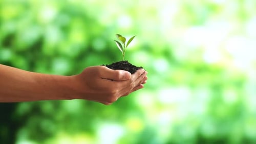 Close Up Of Black Dirt Mud With A Tree Sprout In Farmer's Hands In The Forest