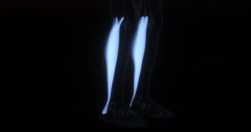 3D Animation of Human Calf Muscle Contraction for Medical Education