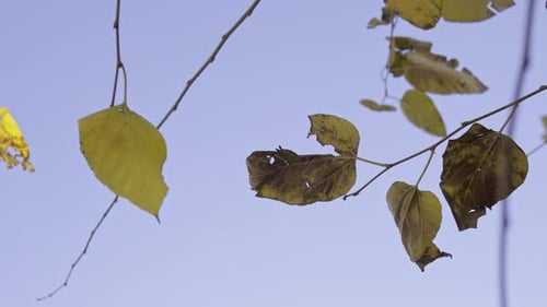 leaves on a tree in front of a blue sky in a sunny autumn weather, dry leaves, green leaves