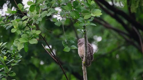 Facing to the left and then puffs its wings and feathers then looks towards the camera, Spotted Owle