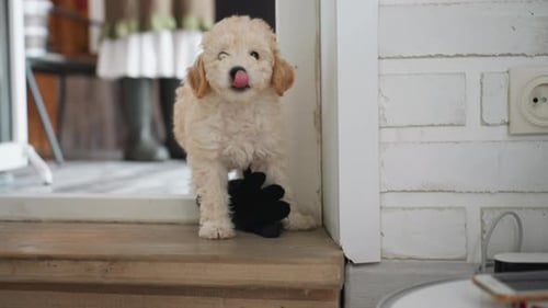 Chow Chow Dog Walking Out Door Into Bright Yard Near Owner Legs And Phone