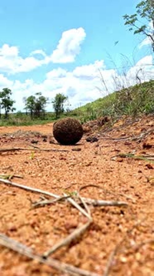 Dung beetle rolling a ball straight toward the camera at ground level
