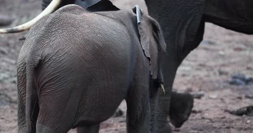 Tiny Elephant Calf Walking With Its Family In Aberdare National Park, Kenya. Slow Motion Shot