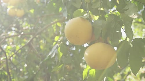 Panoramablick auf Grapefruits, die an einem Ast hängen, mit eindringenden Sonnenstrahlen und Reflexionen.
