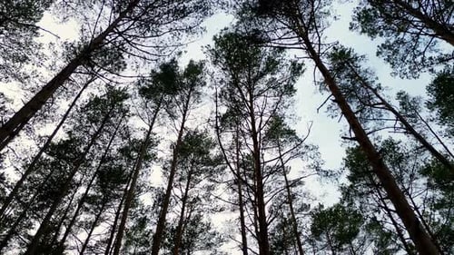 Pedestal shot of lush green forest with tall trees reaching up towards a clear blue sky, captured fr