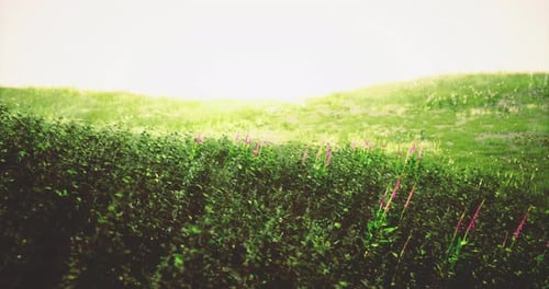 Lush Green Field with Pink Flowers and Hazy Sunlight