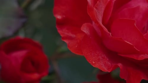 Red Rose Close Up