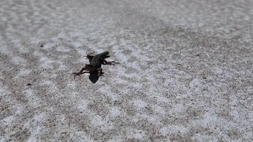 A lizard enjoying the sun on a garden terrace.