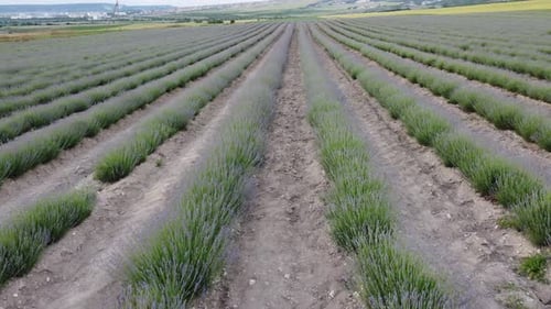 Aerial Lavender Fields Endless Rows of Blooming Lavender Fields on Summer Sunset Time Lavender Oil