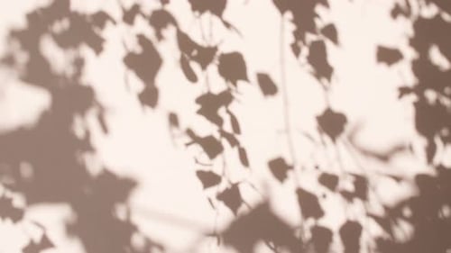 Transparent Soft Light and Shadows From Branches Plant Foliage and Leaves Morning Sunlight and Tree