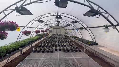 Plants Growing in Large Industrial Greenhouse Interior