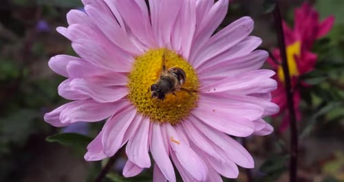 Eine Biene auf einer rosa Chrysantheme. Sommer-Makroaufnahmen.