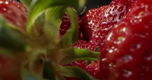 Close Up Strawberry Macro Shot Huge Fresh Beautiful Bright Red Juicy Strawberry in Drops of Water