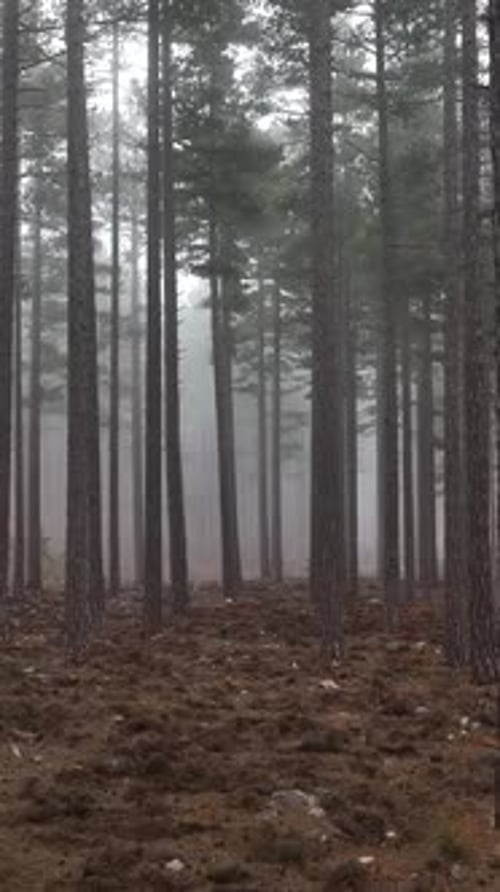 Vertical Video Misty Forest Flight Between Trees in the Foggy Forest
