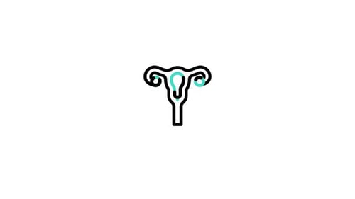 Uterus Organ Line Animation in Flat Design