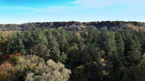 Aerial view of colorful autumn forest landscape under clear blue sky