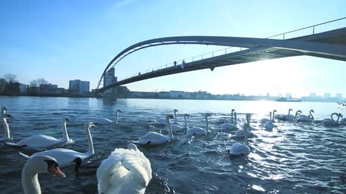 Birds Flying in Slow Motion in Lake Bridge Nature Panorama at Sunset Light