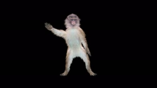 4.2 El baile de los monos 4K