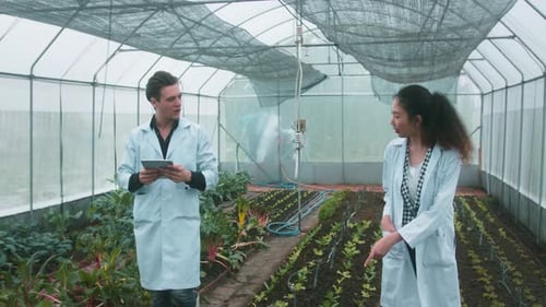 Scientists Inspecting Crops in Greenhouse