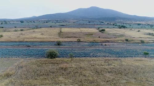 Paysage d'agaves dans la ville de Tequila, Jalisco.
Mexique