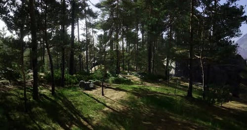 Walking Through a Serene Forest Landscape Filled with Sunlight and Greenery