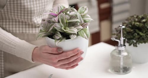 Woman Holding Tradescantia Pink Clone Potted Plant Indoors