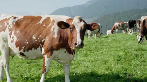 Traditional Alpine Farming Landscape with Cows Grazing on Mountain Pastures