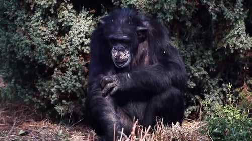 Chimpanzee Relaxing and Sitting by Green Plants