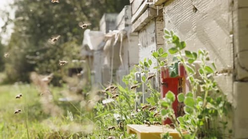 Wooden hives at the apiary in the forest, many bees nearby carry nectar there for honey.