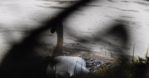 White Swan Swim In The Lake While Moving Its Tail. - rear shot