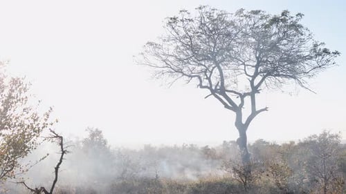 Smoke Rising in a Natural Landscape