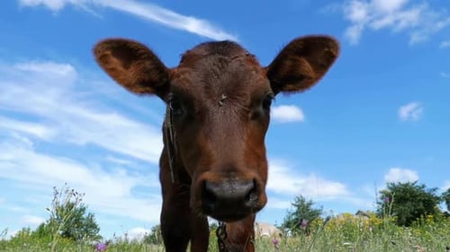 The Gray Calf Cow Graze on a Meadow on Sky Background and Smelling the Camera Slow Motion