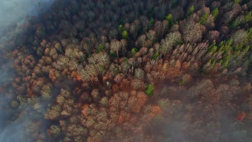 Mountain forest covered with mist. Fog in the forest. Aerial view with the forest in the mountains