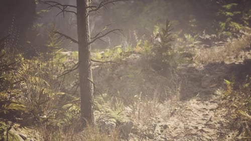 Forest Pathway in Canada During Morning Light Surrounded By Greenery