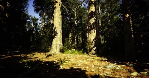 Tall Trees and Lush Undergrowth Create a Serene Forest Environment