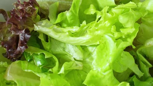 A green vegetable salad in close-up.